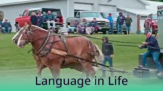Language in Life - B2 - Powerful Horses - Intro