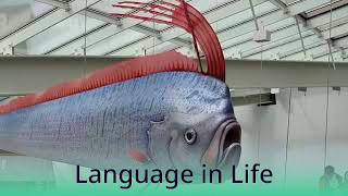 Language in Life - B2 - Eleven Biggest Fish Ever Caught - 11